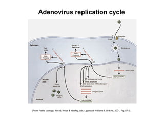(From Fields Virology, 4th ed, Knipe & Howley, eds, Lippincott Williams & Wilkins, 2001, Fig. 67-5.)
Adenovirus replication cycle
 