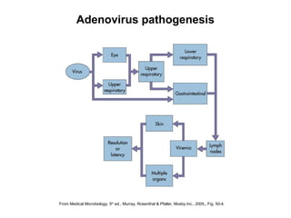 From Medical Microbiology, 5th
ed., Murray, Rosenthal & Pfaller, Mosby Inc., 2005,, Fig. 50-4.
Adenovirus pathogenesis
 
