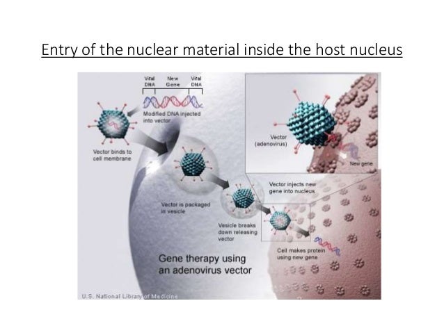 adenovirus as an animal vector