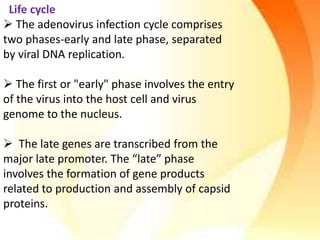 Life cycle
 The adenovirus infection cycle comprises
two phases-early and late phase, separated
by viral DNA replication.
 The first or "early" phase involves the entry
of the virus into the host cell and virus
genome to the nucleus.
 The late genes are transcribed from the
major late promoter. The “late” phase
involves the formation of gene products
related to production and assembly of capsid
proteins.
 