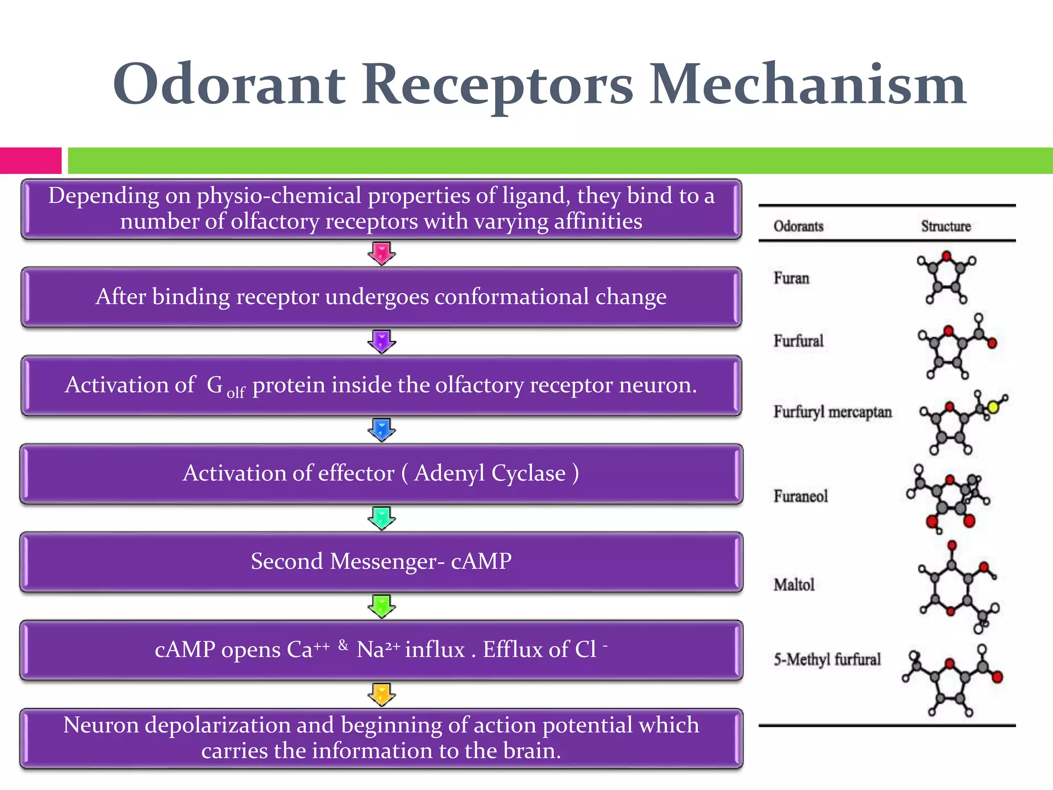 Odorant Receptors Mechanism
Depending on physio-chemical properties of ligand, they bind to a
number of olfactory receptors with varying affinities
After binding receptor undergoes conformational change
Activation of G olf protein inside the olfactory receptor neuron.
Activation of effector ( Adenyl Cyclase )
Second Messenger- cAMP
cAMP opens Ca++ & Na2+ influx . Efflux of Cl -
Neuron depolarization and beginning of action potential which
carries the information to the brain.
 