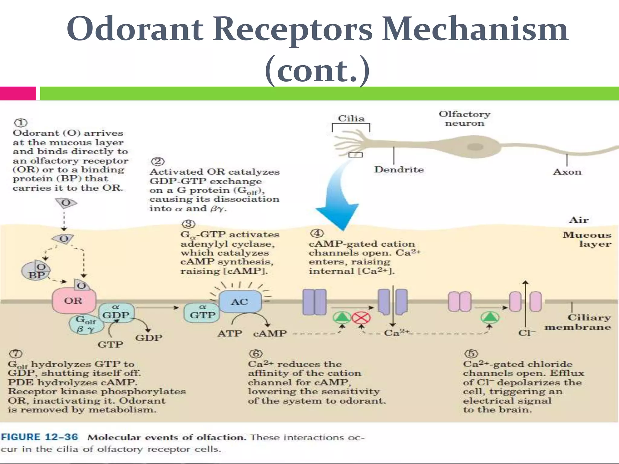 Odorant Receptors Mechanism
(cont.)
 