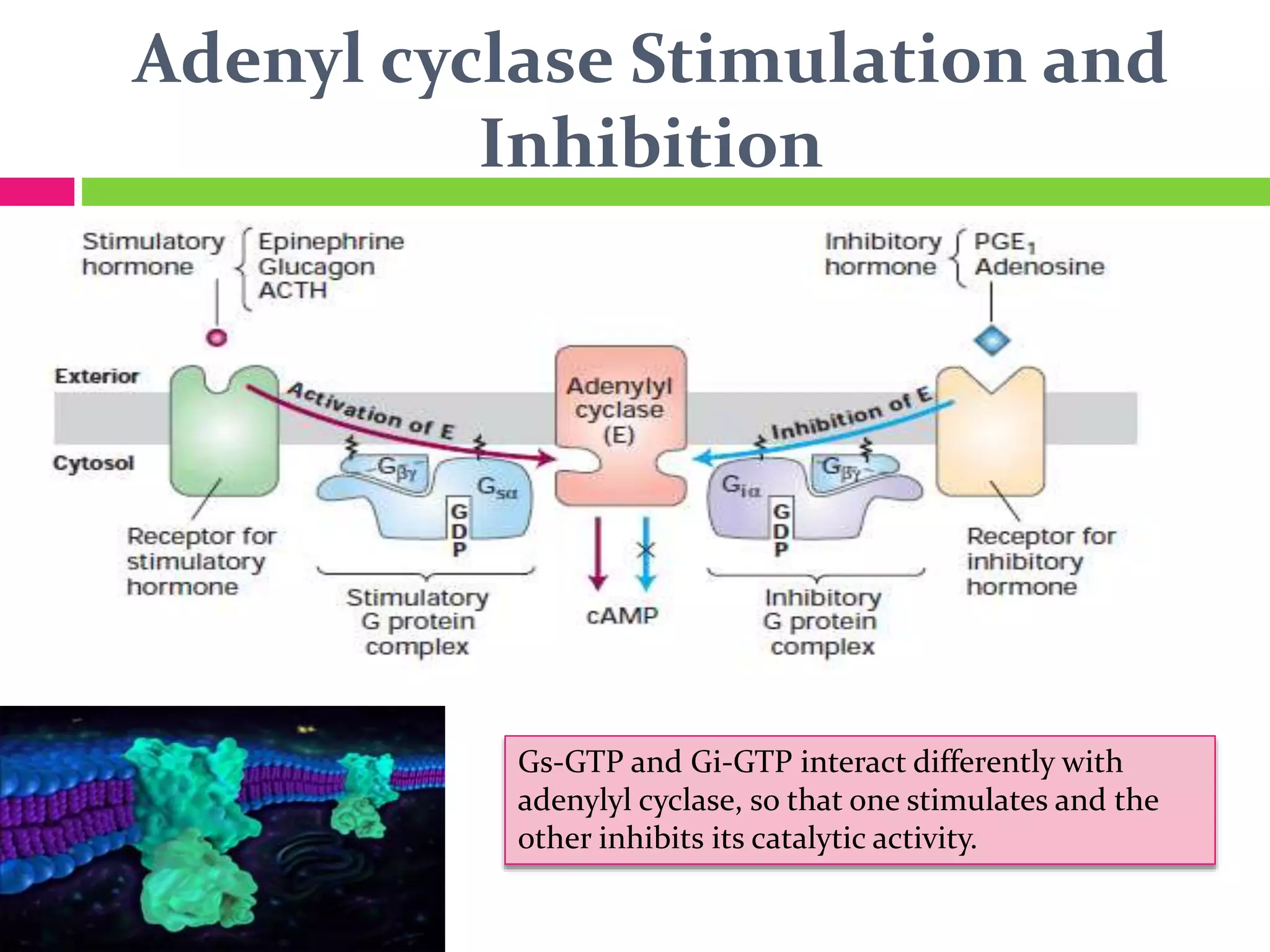 Adenyl cyclase Stimulation and
Inhibition
Gs-GTP and Gi-GTP interact differently with
adenylyl cyclase, so that one stimulates and the
other inhibits its catalytic activity.
 