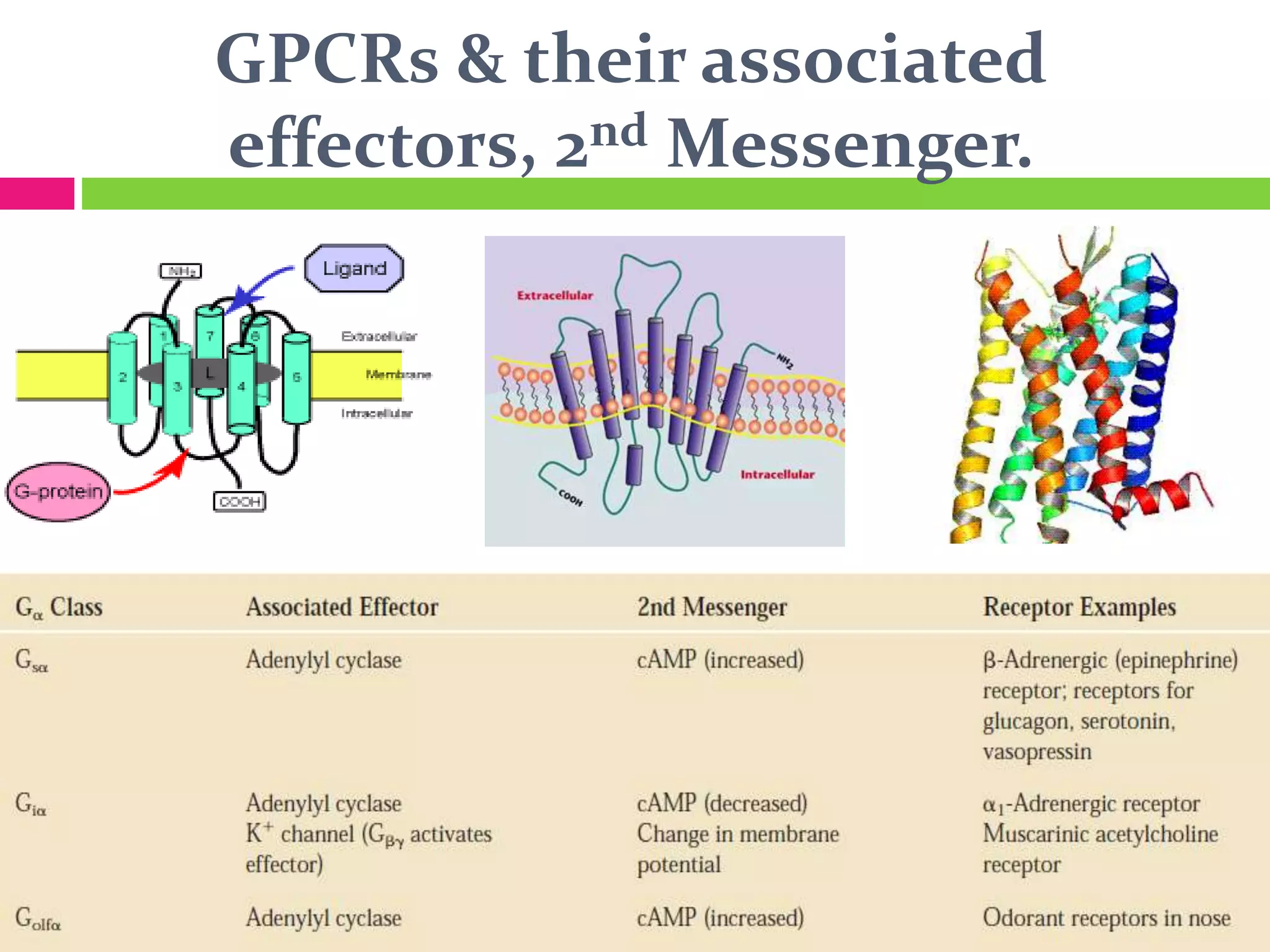 GPCRs & their associated
effectors, 2nd Messenger.
 