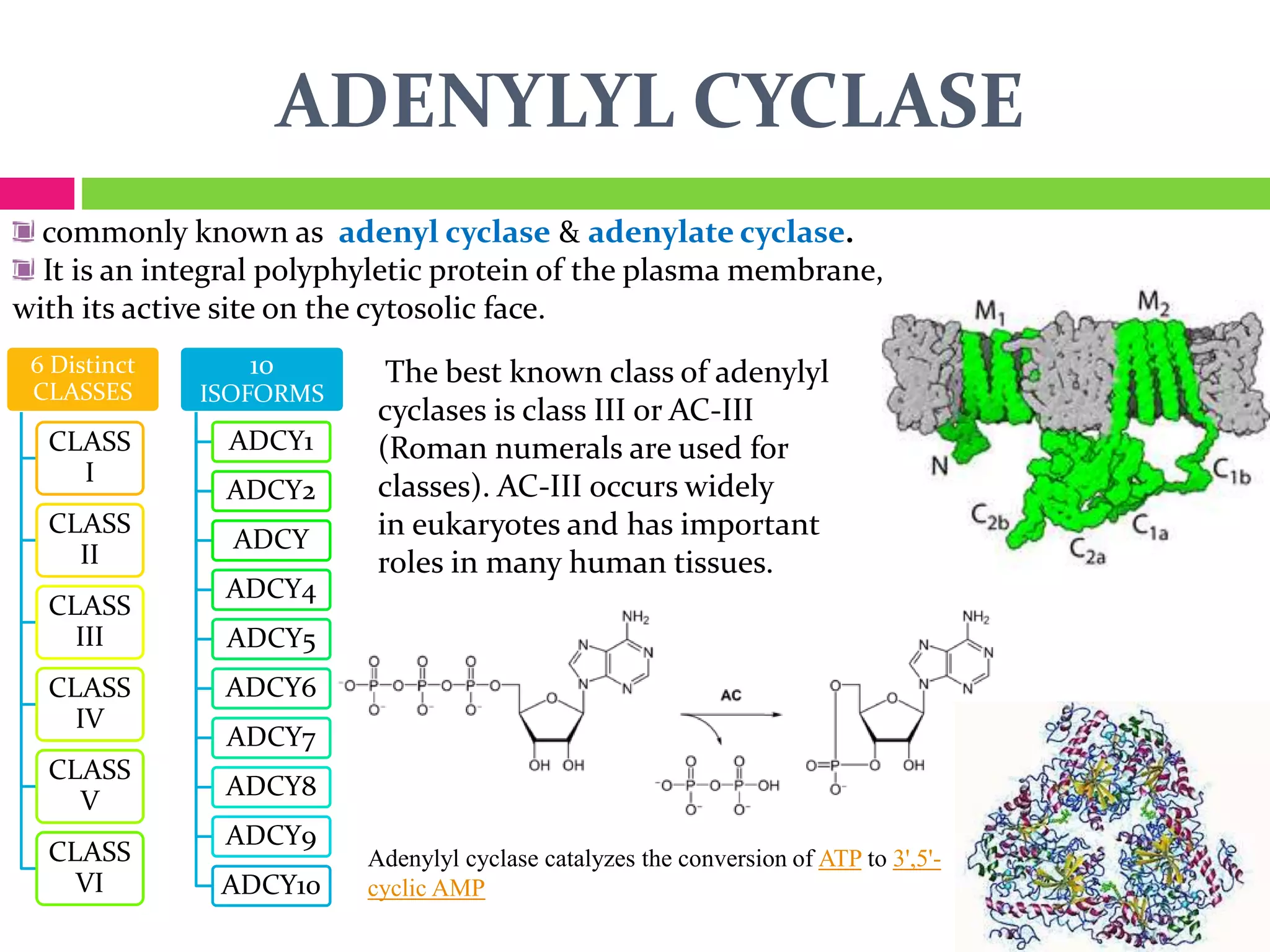ADENYLYL CYCLASE
commonly known as adenyl cyclase & adenylate cyclase.
It is an integral polyphyletic protein of the plasma membrane,
with its active site on the cytosolic face.
6 Distinct
CLASSES
CLASS
I
CLASS
II
CLASS
III
CLASS
IV
CLASS
V
CLASS
VI
10
ISOFORMS
ADCY1
ADCY2
ADCY
ADCY4
ADCY5
ADCY6
ADCY7
ADCY8
ADCY9
ADCY10
The best known class of adenylyl
cyclases is class III or AC-III
(Roman numerals are used for
classes). AC-III occurs widely
in eukaryotes and has important
roles in many human tissues.
Adenylyl cyclase catalyzes the conversion of ATP to 3',5'-
cyclic AMP
 