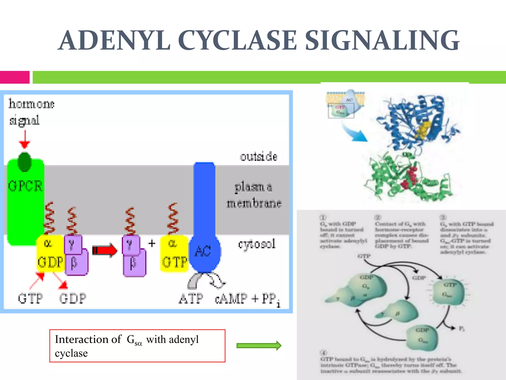 ADENYL CYCLASE SIGNALING
Interaction of Gsa with adenyl
cyclase
 