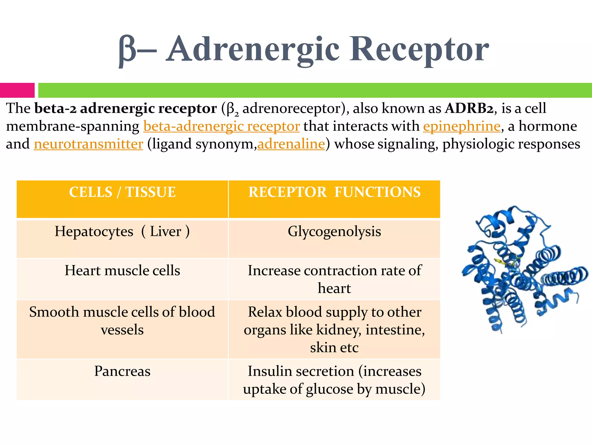 b- Adrenergic Receptor
The beta-2 adrenergic receptor (β2 adrenoreceptor), also known as ADRB2, is a cell
membrane-spanning beta-adrenergic receptor that interacts with epinephrine, a hormone
and neurotransmitter (ligand synonym,adrenaline) whose signaling, physiologic responses
CELLS / TISSUE RECEPTOR FUNCTIONS
Hepatocytes ( Liver ) Glycogenolysis
Heart muscle cells Increase contraction rate of
heart
Smooth muscle cells of blood
vessels
Relax blood supply to other
organs like kidney, intestine,
skin etc
Pancreas Insulin secretion (increases
uptake of glucose by muscle)
 