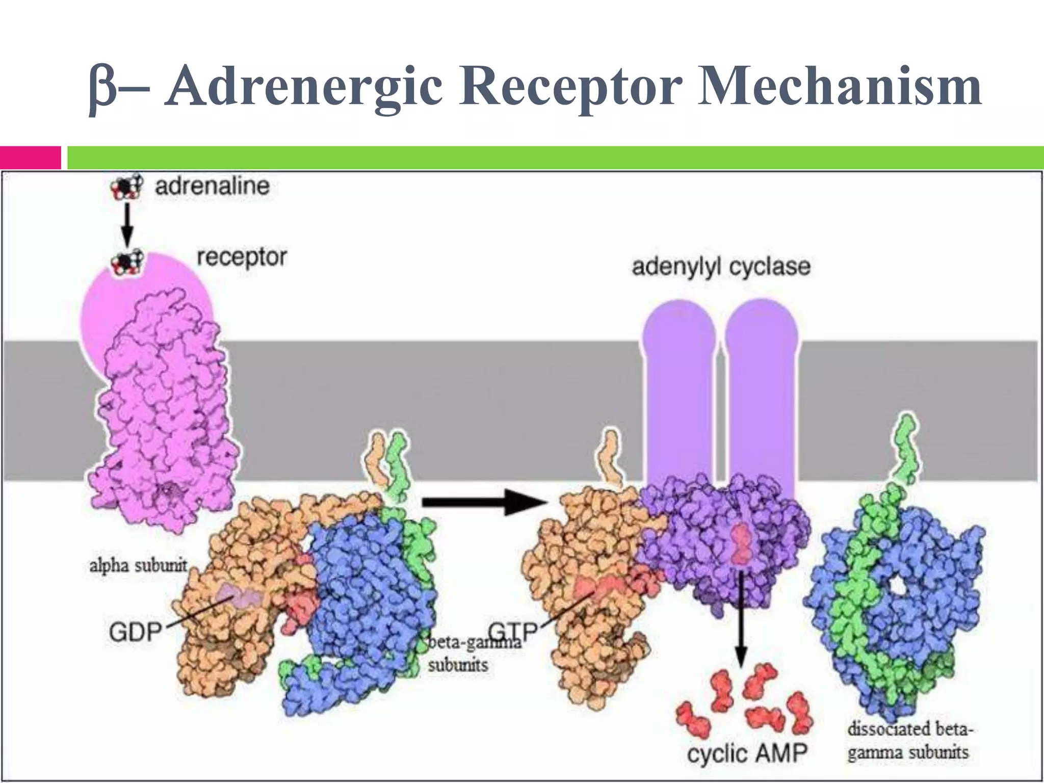 b- Adrenergic Receptor Mechanism
 