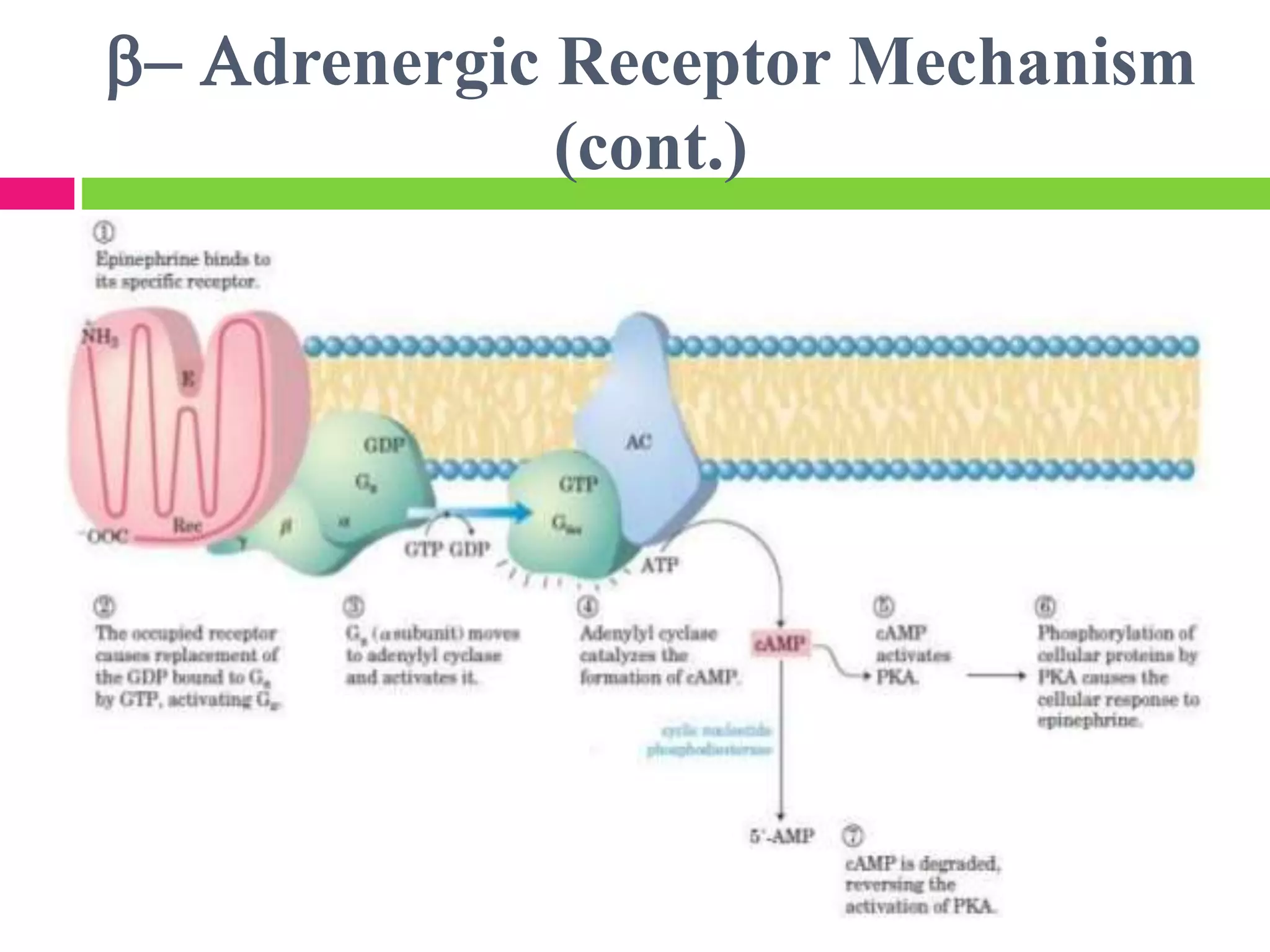 b- Adrenergic Receptor Mechanism
(cont.)
 