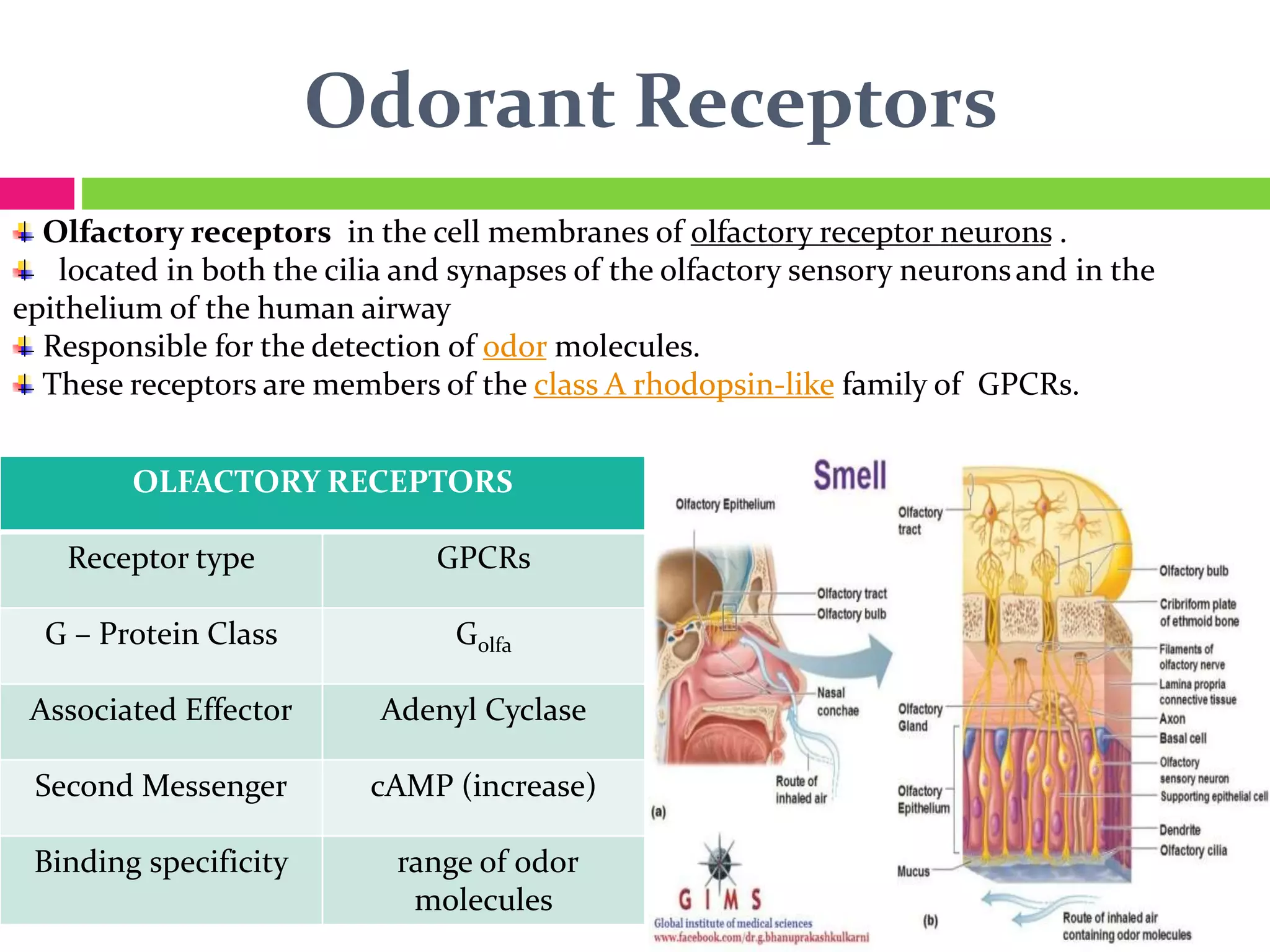 Odorant Receptors
Olfactory receptors in the cell membranes of olfactory receptor neurons .
located in both the cilia and synapses of the olfactory sensory neuronsand in the
epithelium of the human airway
Responsible for the detection of odor molecules.
These receptors are members of the class A rhodopsin-like family of GPCRs.
OLFACTORY RECEPTORS
Receptor type GPCRs
G – Protein Class Golfa
Associated Effector Adenyl Cyclase
Second Messenger cAMP (increase)
Binding specificity range of odor
molecules
 