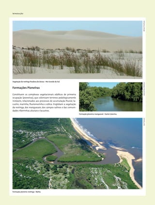 Introdução
Formações Pioneiras
Constituem os complexos vegetacionais edáficos de primeira
ocupação (pioneiras), que colonizam terrenos pedologicamente
instáveis, relacionados aos processos de acumulação fluvial, la-
custre, marinha, fluviomarinha e eólica. Englobam a vegetação
da restinga, dos manguezais, dos campos salinos e das comuni-
dades ribeirinhas aluviais e lacustres.
Vegetação de restinga fixadora de dunas – Rio Grande do Sul.
Formação pioneira: manguezal – Santa Catarina.
Formação pioneira: restinga – Bahia.
MiriamProchnowJoãodeDeusMedeirosJeanFrançois
 