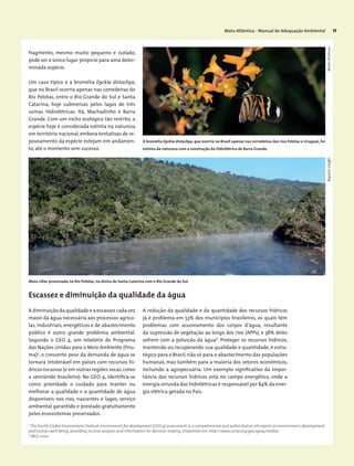 Mata Atlântica - Manual de Adequação Ambiental 17
fragmento, mesmo muito pequeno e isolado,
pode ser o único lugar propício para uma deter-
minada espécie.
Um caso típico é a bromélia Dyckia distachya,
que no Brasil ocorria apenas nas corredeiras do
Rio Pelotas, entre o Rio Grande do Sul e Santa
Catarina, hoje submersas pelos lagos de três
usinas Hidrelétricas: Itá, Machadinho e Barra
Grande. Com um nicho ecológico tão restrito, a
espécie hoje é considerada extinta na natureza
em território nacional, embora tentativas de re-
povoamento da espécie estejam em andamen-
to, até o momento sem sucesso.
Escassez e diminuição da qualidade da água
A diminuição da qualidade e a escassez cada vez
maior da água necessária aos processos agríco-
las, industriais, energéticos e de abastecimento
público é outro grande problema ambiental.
Segundo o GEO 4, um relatório do Programa
das Nações Unidas para o Meio Ambiente (Pnu-
ma)5
, o crescente peso da demanda de água se
tornará intolerável em países com recursos hí-
dricos escassos (e em outras regiões secas,como
o semiárido brasileiro). No GEO 4, identifica-se
como prioridade o cuidado para manter ou
melhorar a qualidade e a quantidade de água
disponíveis nos rios, nascentes e lagos, serviço
ambiental garantido e prestado gratuitamente
pelos ecossistemas preservados.
A redução da qualidade e da quantidade dos recursos hídricos
já é problema em 53% dos municípios brasileiros, os quais têm
problemas com assoreamento dos corpos d’água, resultante
da supressão de vegetação ao longo dos rios (APPs), e 38% deles
sofrem com a poluição da água6
. Proteger os recursos hídricos,
mantendo ou recuperando sua qualidade e quantidade, é estra-
tégico para o Brasil, não só para o abastecimento das populações
humanas, mas também para a maioria dos setores econômicos,
incluindo a agropecuária. Um exemplo significativo da impor-
tância dos recursos hídricos está no campo energético, onde a
energia oriunda das hidrelétricas é responsável por 84% da ener-
gia elétrica gerada no País.
5
The fourth Global Environment Outlook: environment for development (GEO-4) assessment is a comprehensive and authoritative UN report on environment, development
and human well-being, providing incisive analysis and information for decision making. Disponível em: http://www.unep.org/geo/geo4/media/
6
IBGE 2002
MiriamProchnowWigoldB.Schaffer
A bromelia Dyckia distachya, que ocorria no Brasil apenas nas corredeiras dos rios Pelotas e Uruguai, foi
extinta da natureza com a construção da Hidrelétrica de Barra Grande.
Mata ciliar preservada no Rio Pelotas, na divisa de Santa Catarina com o Rio Grande do Sul.
 