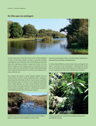 Capítulo 1 - Serviços ambientais
Os cílios que nos protegem
O nome mata ciliar vem de cílios. Assim como os cílios protegem
os olhos, a mata ciliar protege rios, lagos e nascentes, cobrindo
e protegendo o solo, deixando-o fofo e permitindo que funcione
como uma esponja que absorve a água das chuvas. Com isso,
além de regular o ciclo da água, evita as enxurradas. Com suas
raízes,a mata ciliar evita também a erosão e retém partículas de
solo e materiais diversos que, com a chuva, iriam acabar assore-
ando o leito dos rios.
Esse conjunto de árvores e outras espécies vegetais, com sua
sombra, flores e frutos, é muito importante para a proteção e
preservação da diversidade da flora e fauna e para o equilíbrio
do ecossistema como um todo. Em uma região tão devastada
como a Mata Atlântica, as matas ciliares também funcionam
como corredores para que animais e sementes possam transitar
entre as áreas protegidas e garantir a alimentação, proteção e
variabilidade genética das mais diversas espécies.
Assim como os cílios protegem os olhos, a mata ciliar protege as nascentes, rios e
lagos, garantindo a quantidade e qualidade das águas.
A vegetação nativa nas Áreas de Preservação Permanente, além de proteger as
águas, é um importante corredor ecológico para a fauna e a flora.
A preservação das florestas e outras formas de vegetação nativa garante a
perenidade das nascentes.
Em toda a Mata Atlântica, muitas matas ciliares ao longo de rios,
lagos e nascentes foram desmatadas e indevidamente utiliza-
das. As consequências dessa destruição são sentidas diariamen-
te, com o agravamento das secas e também das enchentes.
MiriamProchnow
JoãodeDeusMedeiros
JoãodeDeusMedeiros
 