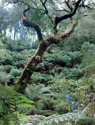 Mata Atlântica - Manual de Adequação Ambiental 37
MiriamProchnow
 