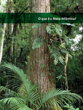 Mata Atlântica - Manual de Adequação Ambiental 3
O que é a Mata Atlântica?
MiriamProchnow
 