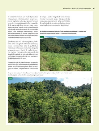Mata Atlântica - Manual de Adequação Ambiental 79
Se a área não tiver um solo muito degradado e
nela ou no seu entorno existirem remanescen-
tes de vegetação nativa que possam fornecer
sementes, propágulos ou plântulas, a capacida-
de de regeneração dessa área será maior e, con-
sequentemente, haverá menor necessidade de
intervenção e menores custos de restauração.
Nesses casos, o método mais comum é a con-
dução da regeneração natural das plantas que
nascem através da dispersão natural de semen-
tes e da rebrota de troncos ou raízes.
Entretanto, se a área estiver degradada por fa-
tores como uso agrícola intensivo, queimadas,
erosão e sem substrato (solo) de qualidade, o
método de restauração envolverá o adequado
preparo do solo e o plantio de mudas de espé-
cies nativas. Eventualmente, dependendo do
grau de degradação do solo,poderá também ser
realizada a semeadura direta, mas isso depen-
derá do diagnóstico da área.
Para a realização do diagnóstico em áreas maio-
res ou áreas que envolvam várias propriedades,
podem ser utilizadas fotografias aéreas ou ima-
gens de satélite, complementadas com vistoria
Na recuperação, é importante priorizar as Áreas de Preservação Permanente e a Reserva Legal,
buscando-se sempre resultados rápidos e o incremento da biodiversidade.
Antes
Depois
de campo. A análise integrada de vários imóveis
é muito interessante para o planejamento da
restauração, especialmente pela possibilidade
da implantação de corredores ecológicos entre as
propriedades e os remanescentes já existentes.
Em apenas dois anos (janeiro de 2008 a janeiro de 2010), a paisagem muda completamente (para melhor) numa área onde foram
plantadas espécies nativas e também conduzida a regeneração natural.
MiriamProchnowCarolinaC.Schaffer
 