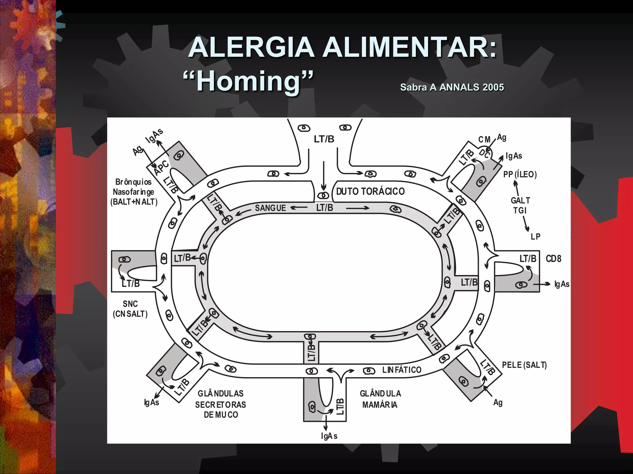 ALERGIA ALIMENTAR:
“Homing” Sabra A ANNALS 2005
LT/B
LT/BSANGUE
LT/B
LT/B
LT/B
LT/B
LT/B
LT/B
LT/B
DUTO TORÁCICO
LT/B
IgAs
APC
Ag
Brônquios
Nasofaringe
(BALT+NALT)
LT/B
SNC
(CNSALT)
IgAs
LT/B
GLÂNDULAS
SECRETORAS
DE MUCO
IgAs
GLÂNDULA
MAMÁRIA
LT/B
LINFÁTICO
LT/B
Ag
PELE (SALT)
LT/B
IgAs
LT/B
IgAs
DC
AgCM
PP (ÍLEO)
GALT
TGI
LP
CD8
 