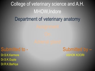 College of veterinary science and A.H.
MHOW,Indore
Department of veterinary anatomy
Assignment
On
Adrenal gland
Submitted to - Submitted by –
Dr.S.K.Karmore ASHOK KOORI
Dr.S.K.Gupta
Dr.R.K.Barhiya
 