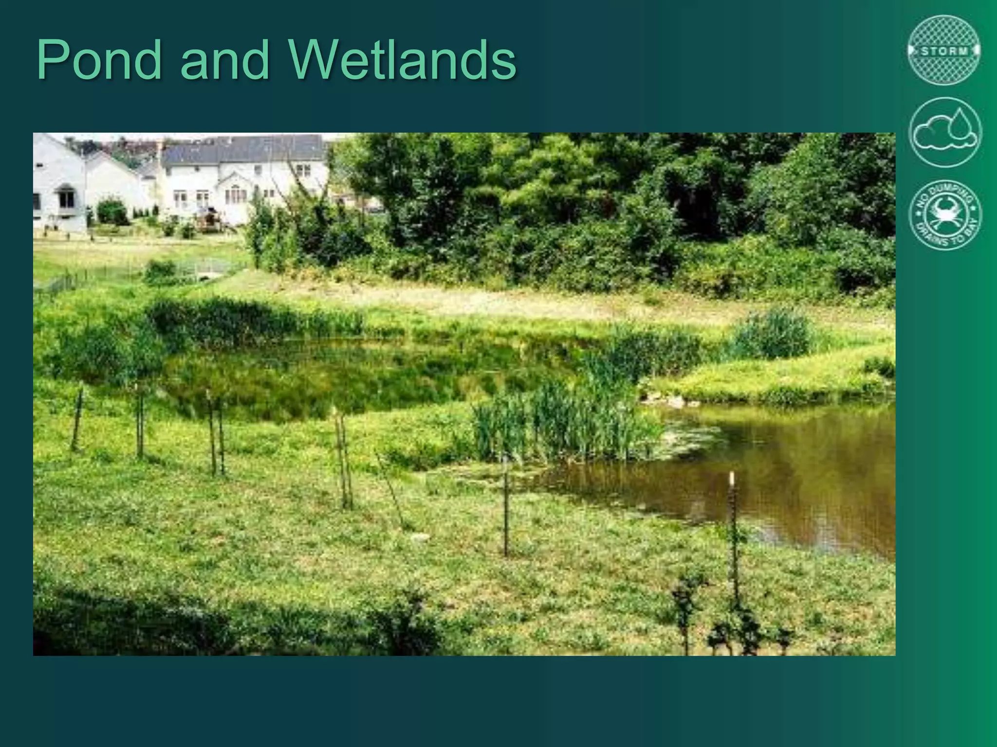Pond and Wetlands
 