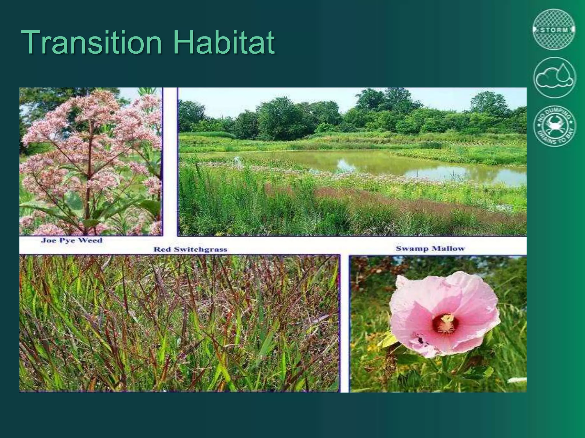 Transition Habitat
 