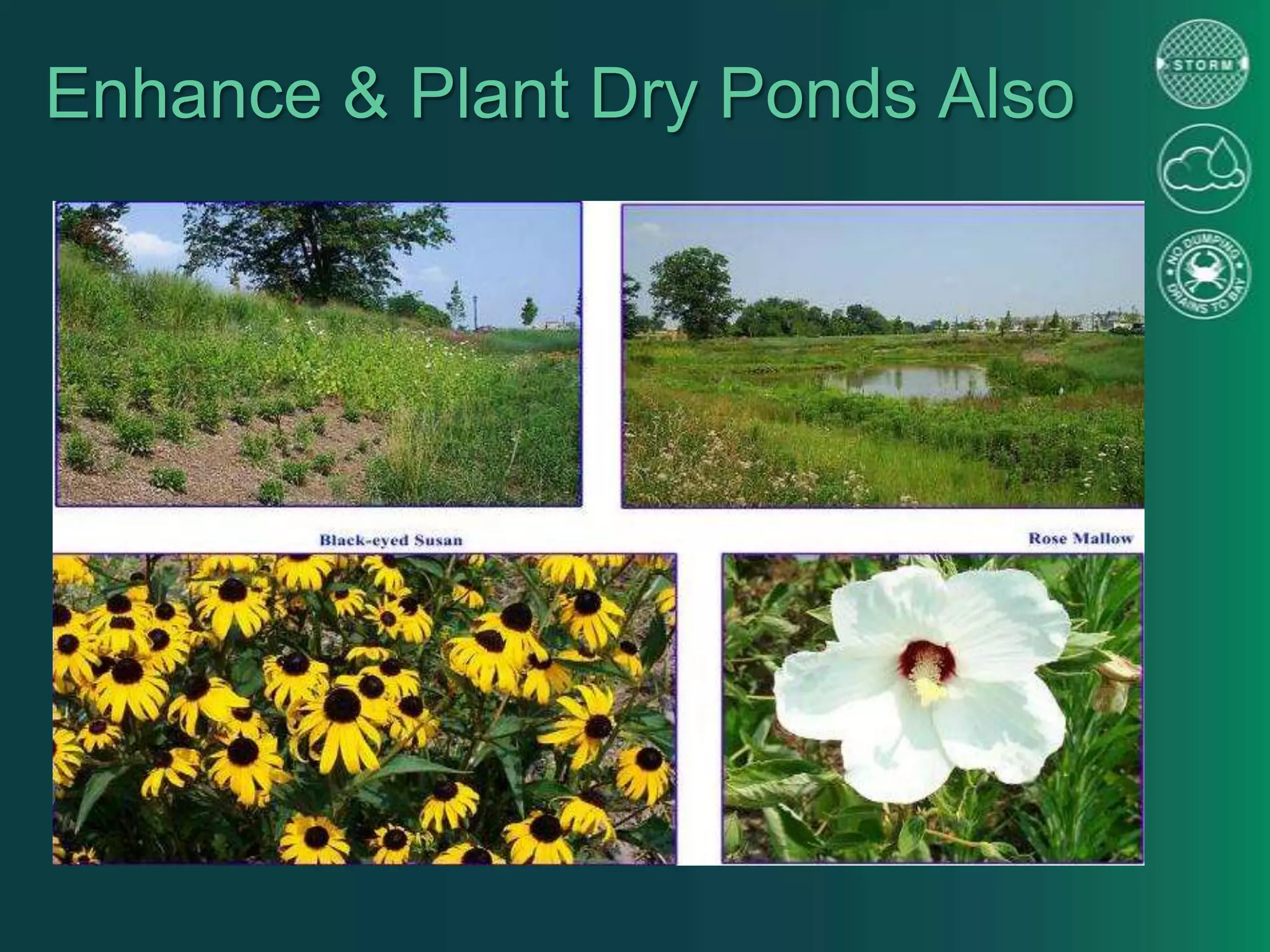 Enhance & Plant Dry Ponds Also
 