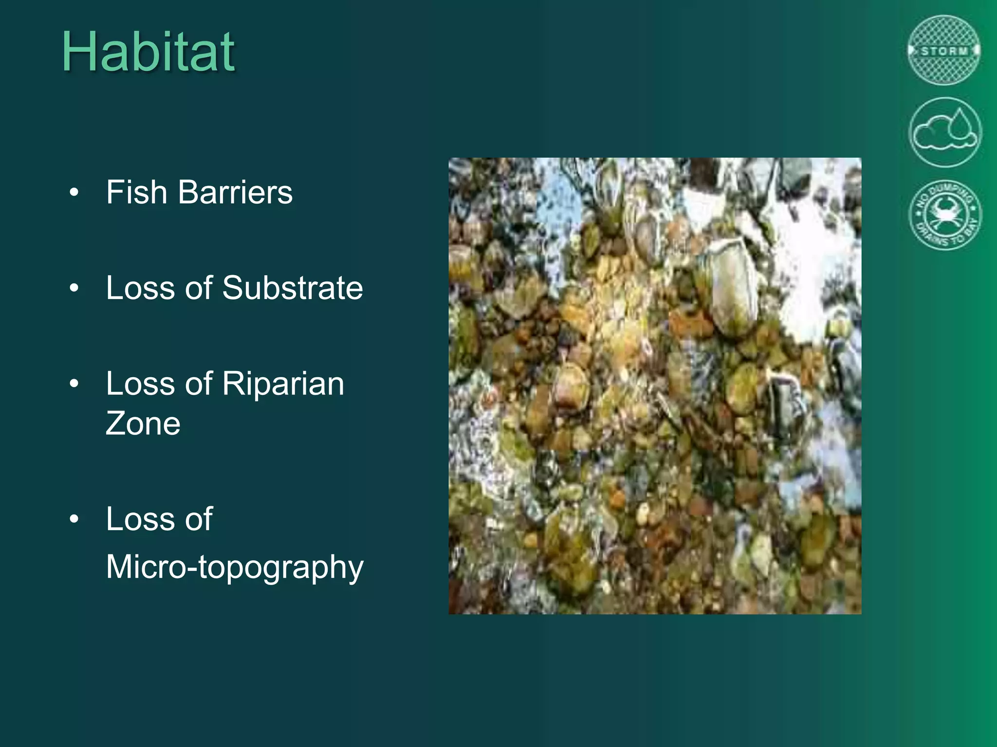 Habitat
• Fish Barriers
• Loss of Substrate
• Loss of Riparian
Zone
• Loss of
Micro-topography
 