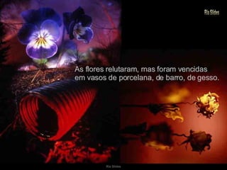 As flores relutaram, mas foram vencidas em vasos de porcelana, de barro, de gesso. 