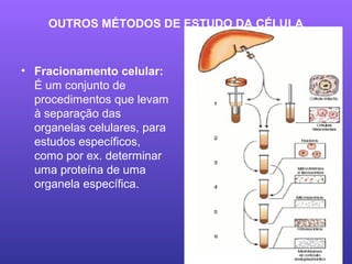 OUTROS MÉTODOS DE ESTUDO DA CÉLULA
• Fracionamento celular:
É um conjunto de
procedimentos que levam
à separação das
organelas celulares, para
estudos específicos,
como por ex. determinar
uma proteína de uma
organela específica.
 