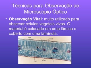 Técnicas para Observação ao
Microscópio Óptico
• Observação Vital: muito utilizado para
observar células vegetais vivas. O
material é colocado em uma lâmina e
coberto com uma lamínula.
 