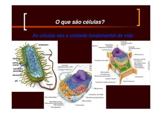 O que são células?

As células são a unidade fundamental da vida
 
