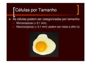Células por Tamanho

As células podem ser categorizadas por tamanho:
  Microscópicas (< 0,1 mm).
  Macroscópicas (> 0,1 mm): podem ser vistas a olho nú.
 