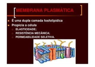 MEMBRANA PLASMÁTICA

É uma dupla camada fosfolipídica
Propicia a célula
  ELASTICIDADE;
  RESISTÊNCIA MECÂNICA;
  PERMEABILIDADE SELETIVA.
 