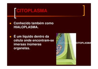 CITOPLASMA

Conhecido também como
HIALOPLASMA.

É um líquido dentro da
célula onde encontram-se
                           CITOPLASMA
imersas inúmeras
organelas.
 