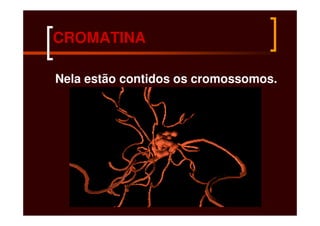CROMATINA

Nela estão contidos os cromossomos.
 