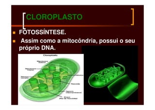 CLOROPLASTO
FOTOSSÍNTESE.
Assim como a mitocôndria, possui o seu
próprio DNA.
 
