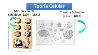 https://pt.wikipedia.org/wiki/Euglena
Matthias Jacob
Schleiden (1804 – 1881)
Theodor Schwann
(1810 – 1882)
https://commons.wikimedia.org/wiki/File:Schwann_%22Mikropskopie...%22,_18
39;_figure_Wellcome_L0016386.jpg
https://pt.m.wikipedia.org/wiki/Ficheiro:Schleiden-vogel.jpg
Teoria Celular
 