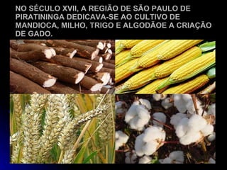 NO SÉCULO XVII, A REGIÃO DE SÃO PAULO DE PIRATININGA DEDICAVA-SE AO CULTIVO DE MANDIOCA, MILHO, TRIGO E ALGODÃOE A CRIAÇÃO DE GADO. 