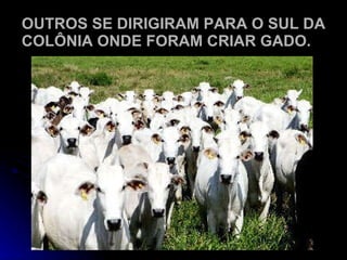 OUTROS SE DIRIGIRAM PARA O SUL DA COLÔNIA ONDE FORAM CRIAR GADO. 