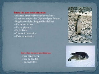 Entre las aves encontramos:
- Albatros errante (Diomedea exulans)
- Pingüino emperador (Aptenodytes forsteri)
-Pingüiono adela ( Pygoscelis adeliae)
-- Petrel antártico
-- Petrel gigante
- Escúa Polar
- Cormorán antártico
-- Paloma antártica
Entre las focas encontramos:
- Foca cangrejera
- Foca de Wedell
-- Foca de Ross
 