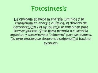 Fotosíntesis
  La clorofila absorbe la energía lumínica y se
   transforma en energía química, el dióxido de
  carbono(CO2) y el agua(H2O) se combinan para
  formar glucosa. Se le llama materia o sustancia
orgánica; y constituye el “alimento” para las plantas.
De este proceso se desprende oxigeno(O2) hacia el
                      exterior.
 