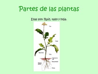 Partes de las plantas
    Ellas son: Raíz, tallo y hoja.
 
