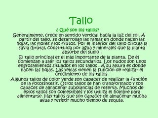 Tallo
                        ¿ Qué son los tallos?
 Generalmente, crece en sentido vertical hacia la luz del sol. A
    partir del tallo, se desarrollan las ramas en donde nacen las
  hojas, las flores y los frutos. Por el interior del tallo circula la
    savia (bruta), constituida por agua y minerales que la planta
                           absorbe del suelo .
    El tallo principal es el más importante de la planta. De él
   comienzan a salir los tallos secundarios. Los nudos son unos
   engrosamientos situados en los tallos . A su altura es donde
     nacen las hojas. Las yemas tienen la función de realizar el
                       crecimiento de los tallos.
Algunos tallos de color verde son capaces de realizar la función
     de la fotosíntesis. Otros tallos se han transformado y son
     capaces de almacenar substancias de reserva. Muchos de
      estos tallos son comestibles y los utiliza el hombre para
   alimentarse. Hay tallos que son capaces de almacenar mucha
               agua y resistir mucho tiempo de sequía.
 