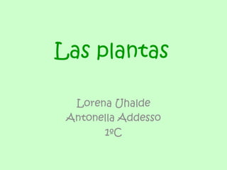 Las plantas

  Lorena Uhalde
 Antonella Addesso
       1ºC
 