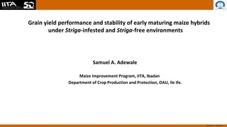 www.iita.org I www.cgiar.org
Grain yield performance and stability of early maturing maize hybrids
under Striga-infested and Striga-free environments
Samuel A. Adewale
Maize Improvement Program, IITA, Ibadan
Department of Crop Production and Protection, OAU, Ile Ife.
 