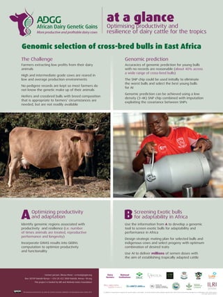 Genomic selection of cross-bred bulls in East Africa
Genomic prediction
Contact person: Okeyo Mwai • o.mwai@cgiar.org
Box 30709 Nairobi Kenya • +254 20 422 3000 Nairobi, Kenya • ilri.org
This project is funded by Bill and Melinda Gates Foundation
This document is licensed for use under the Creative Commons Attribution 4.0 International Licence. March 2018.
Optimizing productivity
and adaptationA Screening Exotic bulls
for adaptability in AfricaB
The Challenge
Farmers extracting low proﬁts from their dairy
animals
High and intermediate grade cows are reared in
low and average production environments
No pedigree records are kept so most farmers do
not know the genetic make up of their animals
Heifers and crossbred bulls with breed composition
that is appropriate to farmers’ circumstances are
needed, but are not readily available
Identify genomic regions associated with
productivity and resilience (i.e. number
of times animals are treated, reproductive
performance and longevity)
Incorporate GWAS results into GEBVs
computation to optimize productivity
and functionality
Accuracies of genomic prediction for young bulls
with no records are reasonable (about 40% across
a wide range of cross-bred bulls)
The SNP chip could be used initially to eliminate
the worst bulls and select the best young bulls
for AI
Genomic prediction can be achieved using a low
density (3-4K) SNP chip combined with imputation
exploiting the covariance between SNPs
Use the information from A to develop a genomic
tool to screen exotic bulls for adaptability and
performance in Africa
Design strategic mating plan for selected bulls and
indigenous cows and select progeny with optimum
combination of desired traits
Use AI to deliver millions of semen doses with
the aim of establishing tropically adapted cattle
In addition to organizations recognized for specific projects and outputs, we thank all donors which globally supported the work of ILRI and its partners through their contributions to the CGIAR system
www.cgiar.org/our-funders
at a glanceOptimising productivity and
resilience of dairy cattle for the tropics
Dairy
farmers
National
institutions
RESEARCH
PROGRAM ON
Livestock
 