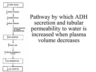 Pathway by which ADH secretion and tubular permeability to water is increased when plasma volume decreases 