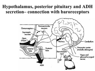 Hypothalamus, posterior pituitary and ADH secretion– connection with baroreceptors 