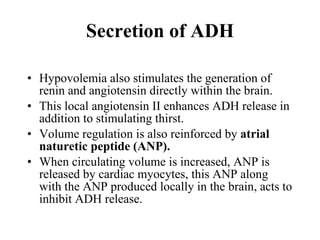 Hypovolemia also stimulates the generation of renin and angiotensin directly within the brain. This local angiotensin II enhances ADH release in addition to stimulating thirst.  Volume regulation is also reinforced by  atrial naturetic peptide (ANP).  When circulating volume is increased, ANP is released by cardiac myocytes, this ANP along with the ANP produced locally in the brain, acts to inhibit ADH release.  Secretion of ADH 