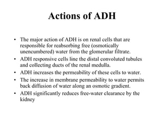 Actions of ADH The major action of ADH is on renal cells that are responsible for reabsorbing free (osmotically unencumbered) water from the glomerular filtrate.  ADH responsive cells line the distal convoluted tubules and collecting ducts of the renal medulla.  ADH increases the permeability of these cells to water.  The increase in membrane permeability to water permits back diffusion of water along an osmotic gradient.  ADH significantly reduces free-water clearance by the kidney   
