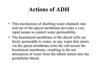 Actions of ADH This mechanism of shuttling water channels into and out of the apical membrane provides a very rapid means to control water permeability The basolateral membrane of the ductal cells are freely permeable to water, so any water that enters via the apical membrane exits the cell across the basolateral membrane, resulting in the net absorption of water from the tubule lumen into the peritubular blood.  